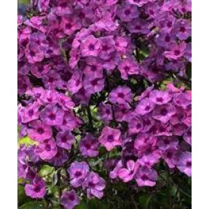 Флокс Phlox Classic Cassis